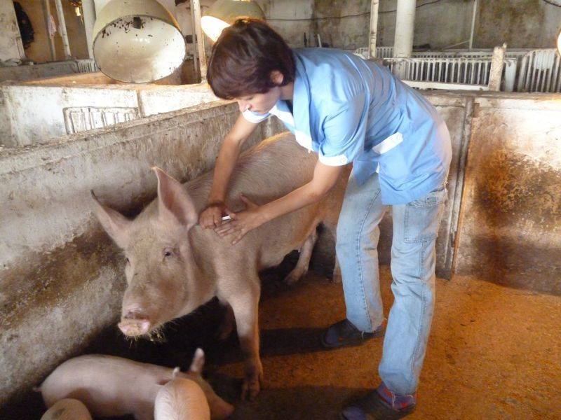 Как быстро зарезать свинью – технология убоя и методы оглушения