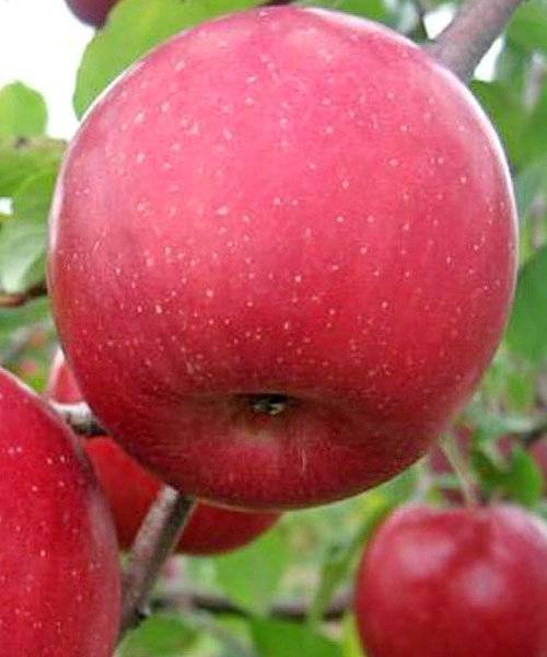 О яблоне райской: описание и характеристики сорта, уход и выращивание
