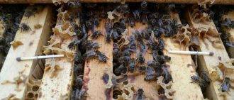 Нозематоз пчел: профилактика, диагностика и лечение заболевания - агропромышленный портал агро-спутник