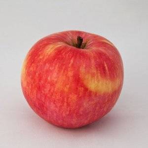 Характеритика и описание яблони «услада»