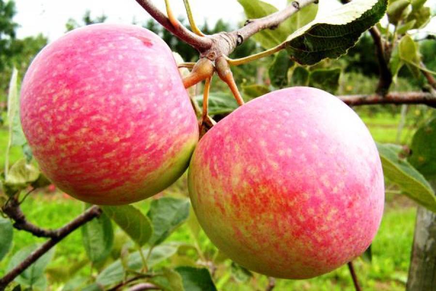 О яблоне Ковровое: описание и характеристики сорта, уход и выращивание