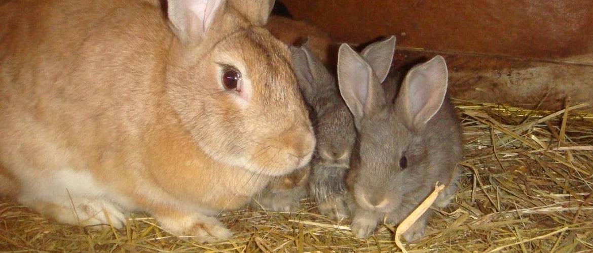 Как правильно кормить кроликов пшеницей?