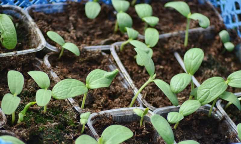 Выращивание рассады арбуза в средней полосе