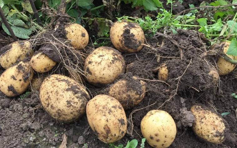 Как вырастить хороший урожай картофеля