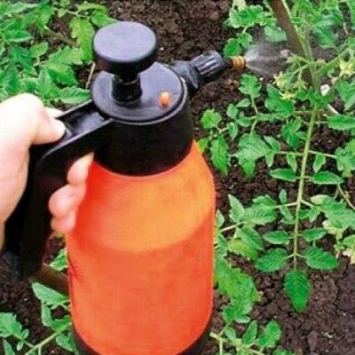 Как поливать рассаду марганцовкой