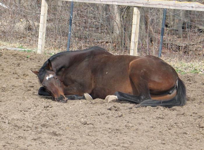 Как обычно спят лошади?