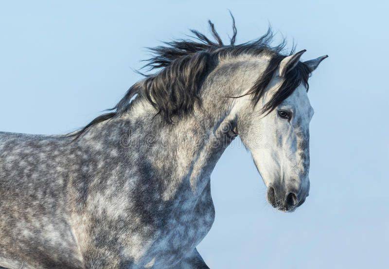 Андалузская лошадь – грациозная испанская порода 2020