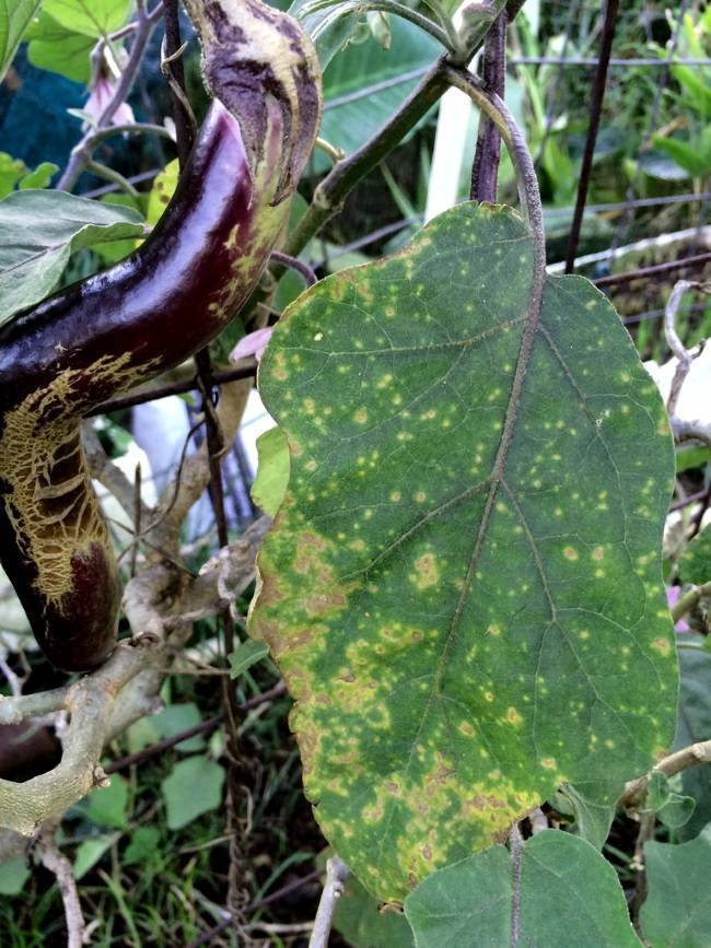 Как выращивать баклажаны без болезней и вредителей