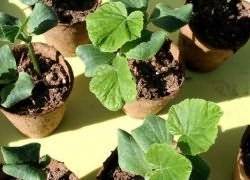 Выращивание рассады тыквы в домашних условиях