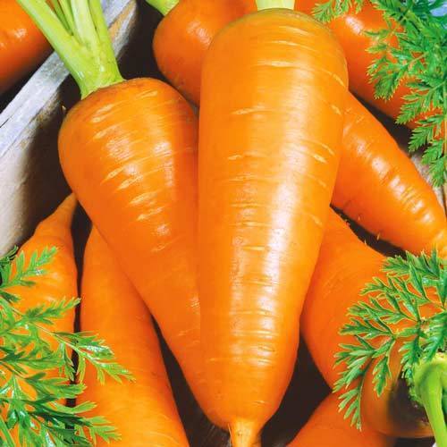 Описание сорта моркови шантанэ: от агротехники выращивания до сбора урожая
