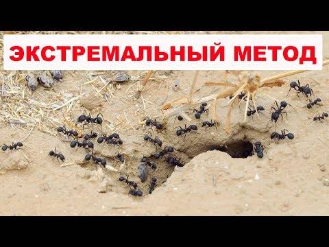 Как избавиться от муравьев раз и навсегда?