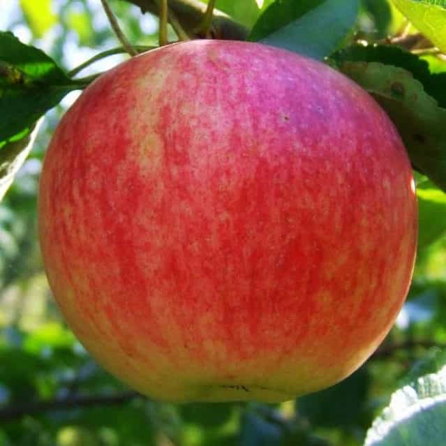 Яблоня штрейфлинг – старинный поздний сорт