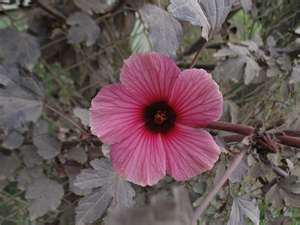 Каркаде – польза и вред суданской розы