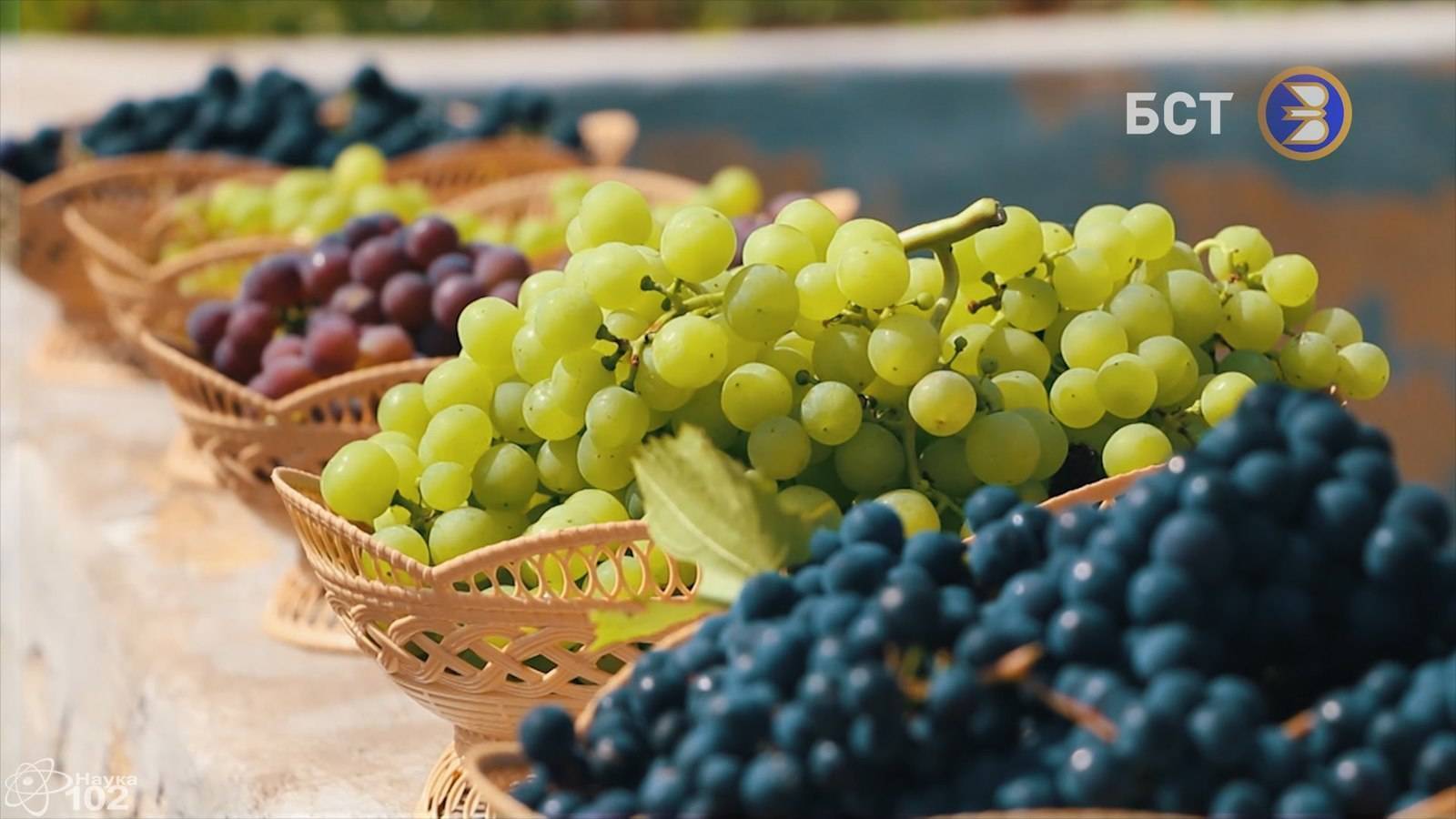 Выращивание винограда в Башкирии для начинающих: сорта, уход, как сажать