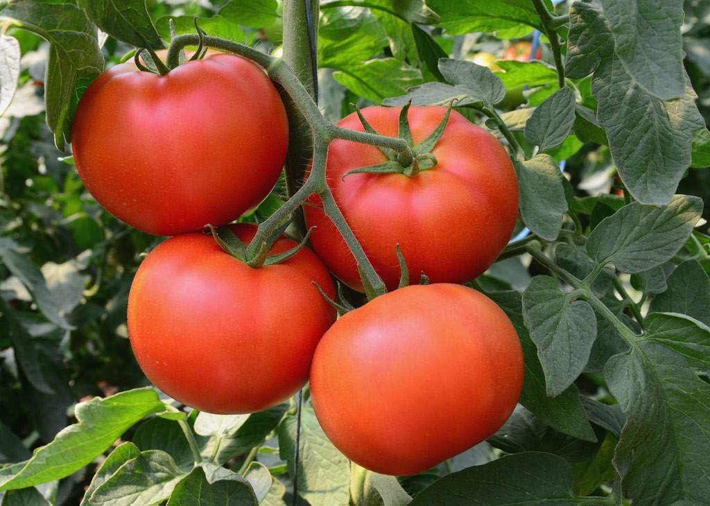 Использование пищевой соды для томатов