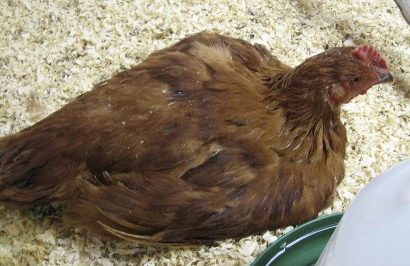 О метронидазоле и трихополе для цыплят, бройлеров, кур (как разводить в воде)
