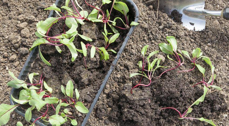 Когда нужно сеять свеклу на рассаду: посев, выращивание без земли