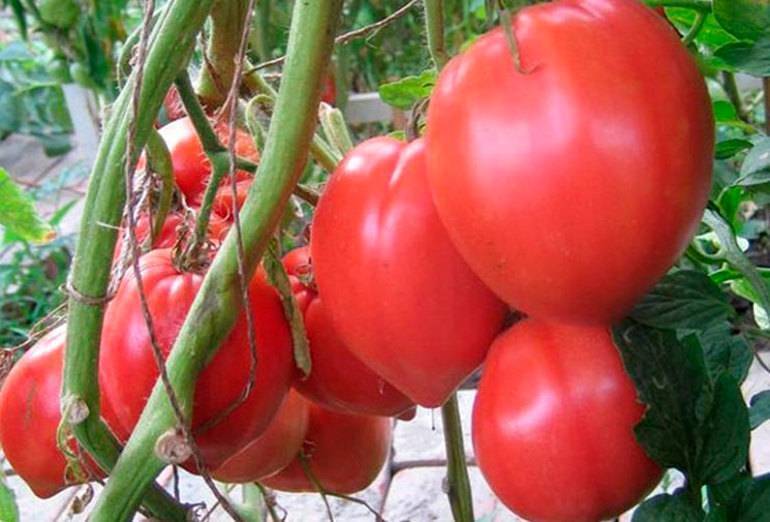 Как правильно высаживать помидоры