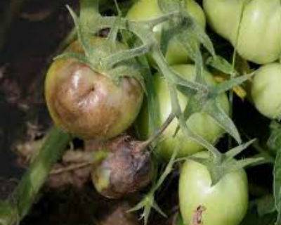 Как бороться с фитофторой на помидорах