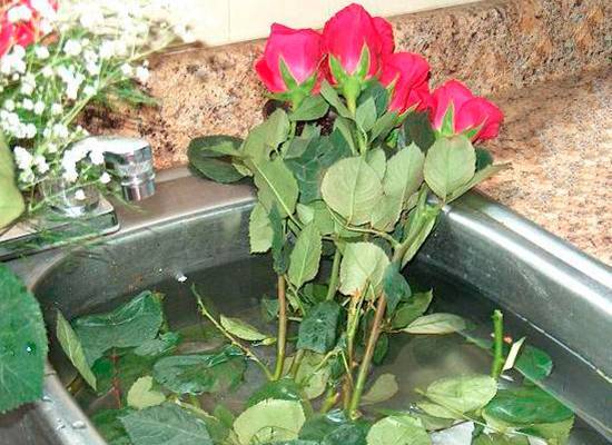 Что добавить в воду, чтобы розы стояли подольше в вазе, как и в какую жидкость нужно ставить срезанные цветы, чтобы сохранить их долго, надо ли положить аспирин?