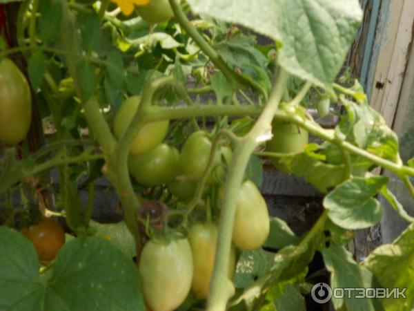 Выращивание томата чудо лентяя