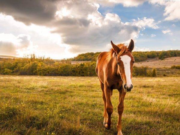 Самые необычные лошади: топ редких и красивых мастей и пород лошадей в мире