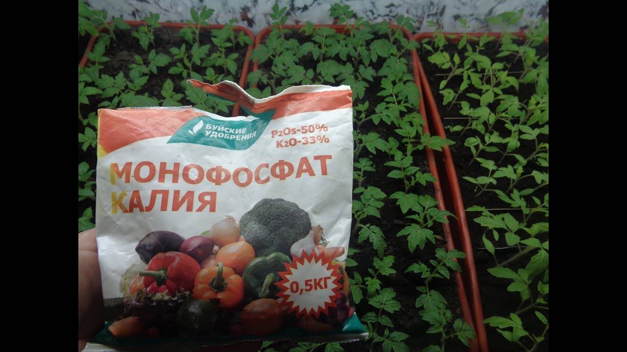 Монокалийфосфат внекорневая подкормка томатов