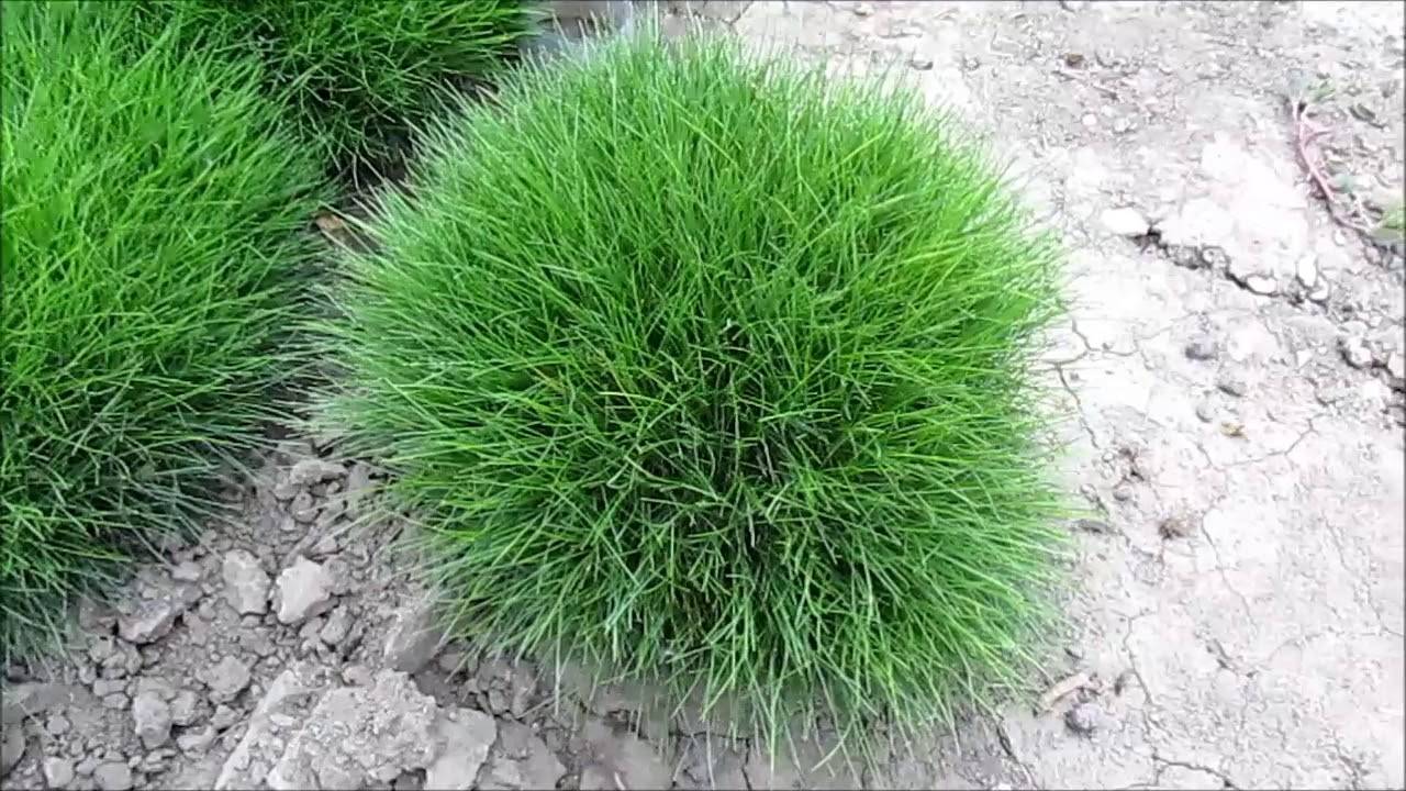 О траве саган дайля: как выглядит, где растет, сфера использования