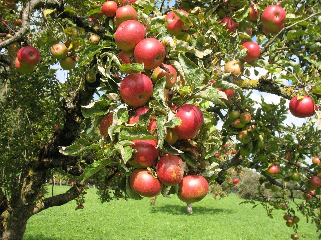 Яблоня жигулевское — отличный сорт для заготовки яблок на зиму