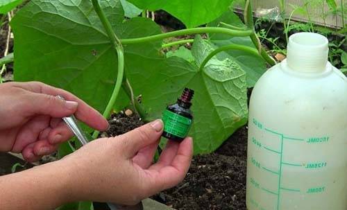 Применение йода для подкормки и защиты растений – лучшие народные рецепты