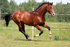 Масти лошадей: описание, фотографии и названия