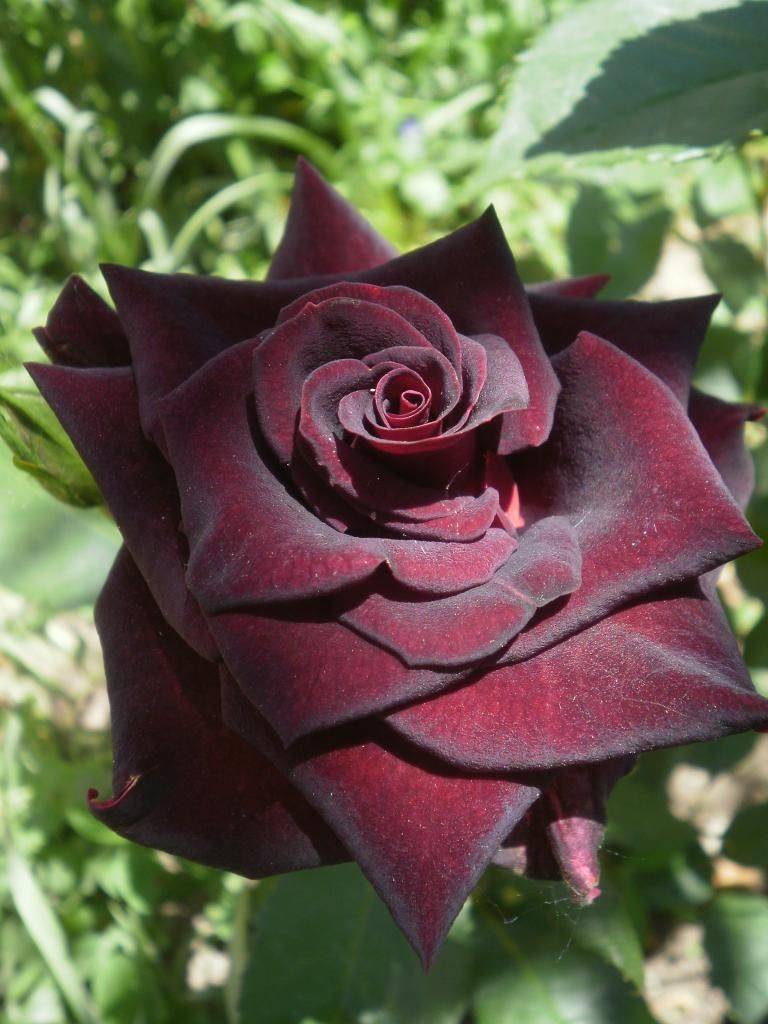 Роза блэк баккара: описание сорта и 4 правила выращивания