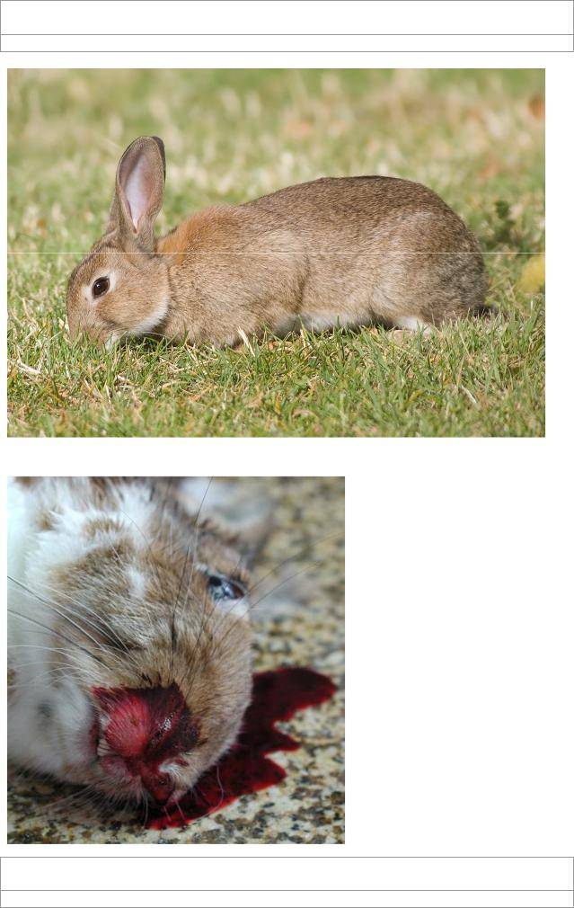 Чумка симптомы у кроликов лечение
