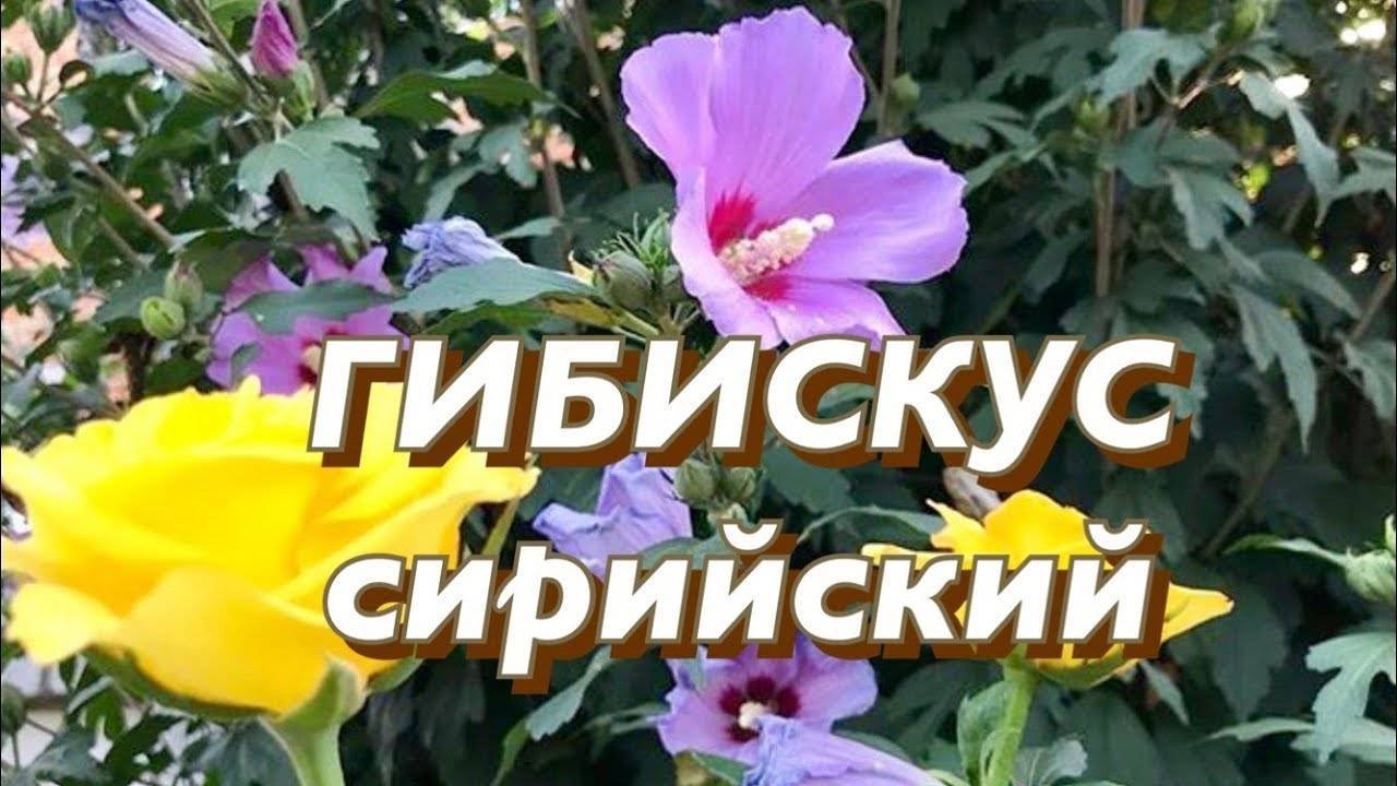 Гибискус изменчивый (hibiscus mutabilis), или "сумасшедшая роза": фото и описание, выращивание из семян и черенков, уход в домашних условиях и похожие цветы