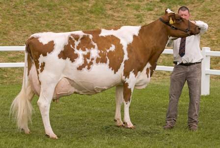 Айрширская порода коров: характеристика, особенности содержания, плюсы и минусы