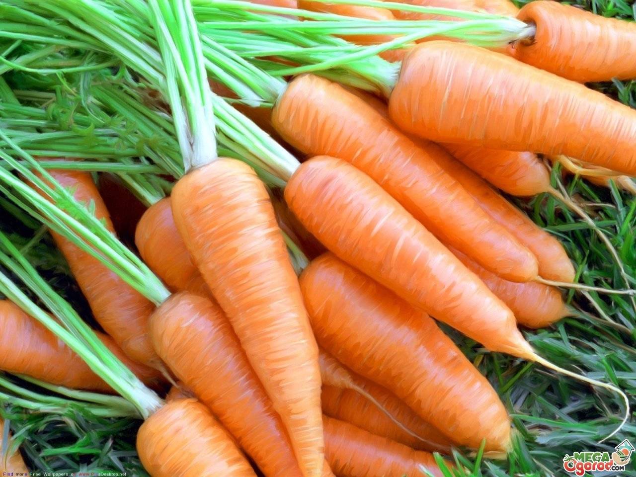 Выращивание моркови - все секреты и тонкости ухода