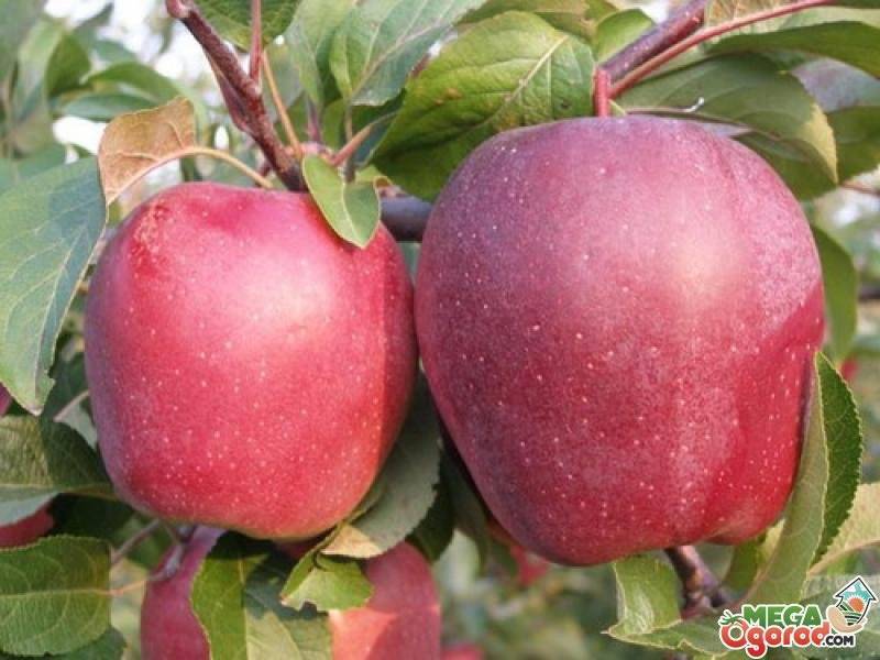 Описание, посадка и уход за яблоней сорта глостер