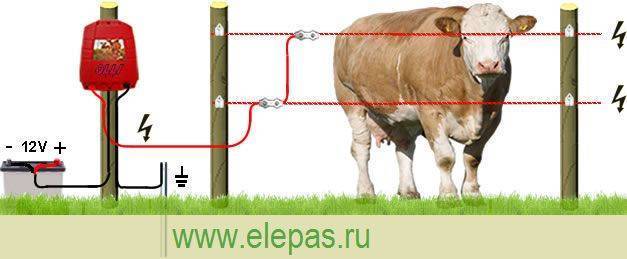 Об электропастухе для коров, КРС: сколько стоит, как сделать своими руками