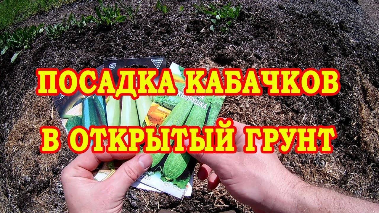 Как сажать кабачки в открытый грунт семенами фото