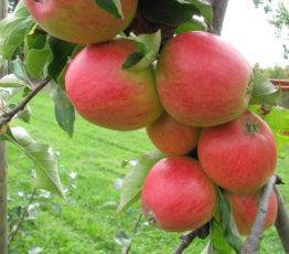 Лучшие сорта яблонь: описание и характеристика