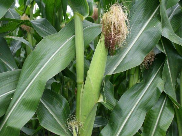 Как выращивать кукурузу?