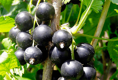 Черная смородина Гулливер: описание сорта, уход и выращивание