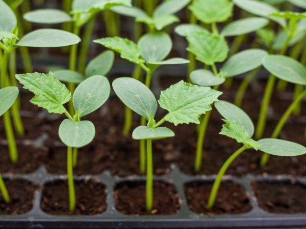 Горшочки и рассадные ящики: мой опыт выбора ёмкостей для выращивания рассады