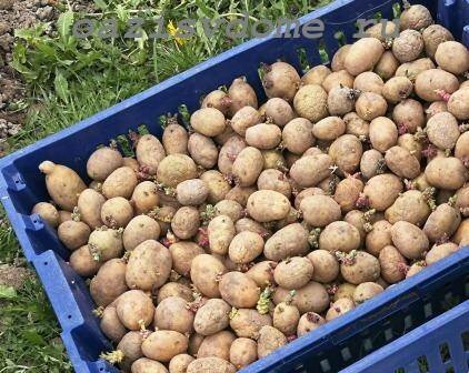 Предпосадочная защита картофеля от вредителей: советы и секреты
