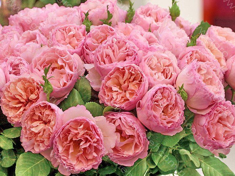 Чайно-гибридный сорт розы принцесса монако из семейства флорибунда, как ухаживать