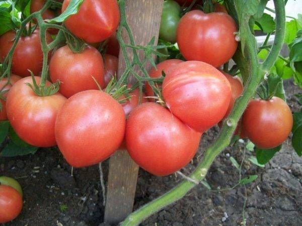 Как правильно вырастить хорошую рассаду томатов: видео, условия выращивания помидоров из семян
