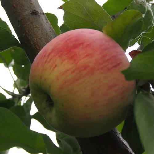 Описание и характеристики яблони сорта бессемянка мичуринская, регионы распространения и отзывы садоводов