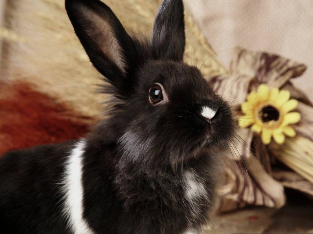 Декоративные породы кроликов (35 фото): виды, их названия и описание. как определить породу кролика?
