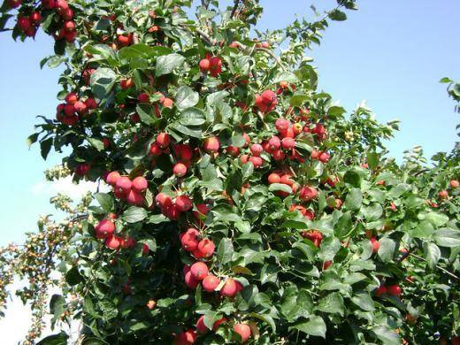 Яблоня сорта глостер: особенности посадки и ухода