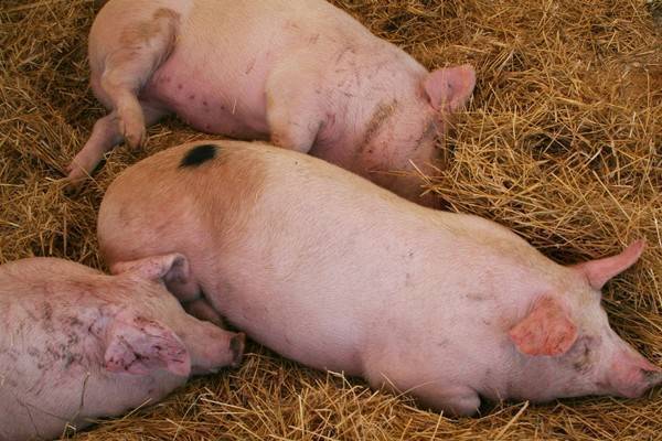 Африканская чума свиней: признаки заболевания, профилактика, фото и видео